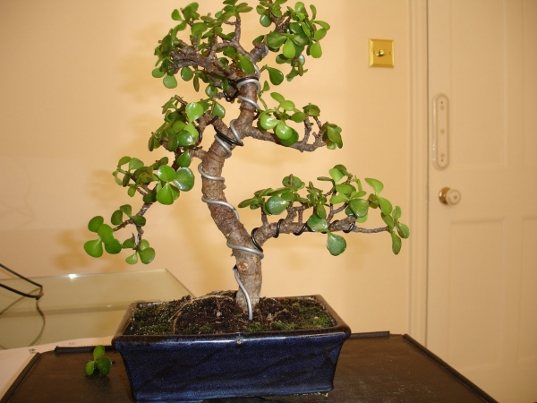 Денежное дерево в интерьере (19 фото): привлекаем благополучие в дом