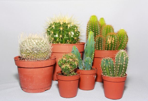 Разновидности кактусов 