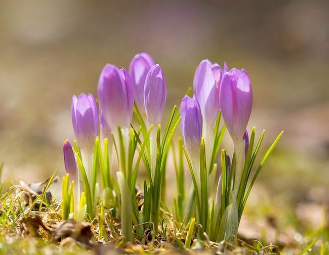 Крокусы - первые цветы весны