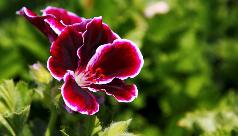 Пеларгония крупноцветковая (grandiflorum) популярна и любима садоводами за глубокий бархатный цвет 