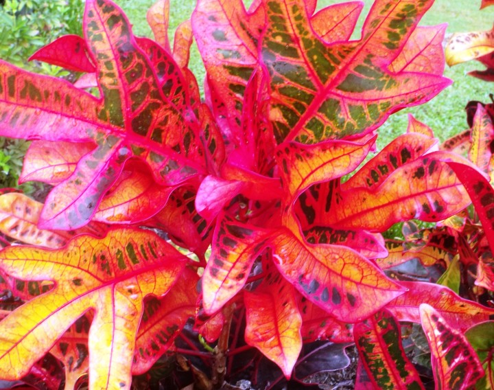 Кротон - растение с яркой расцветкой