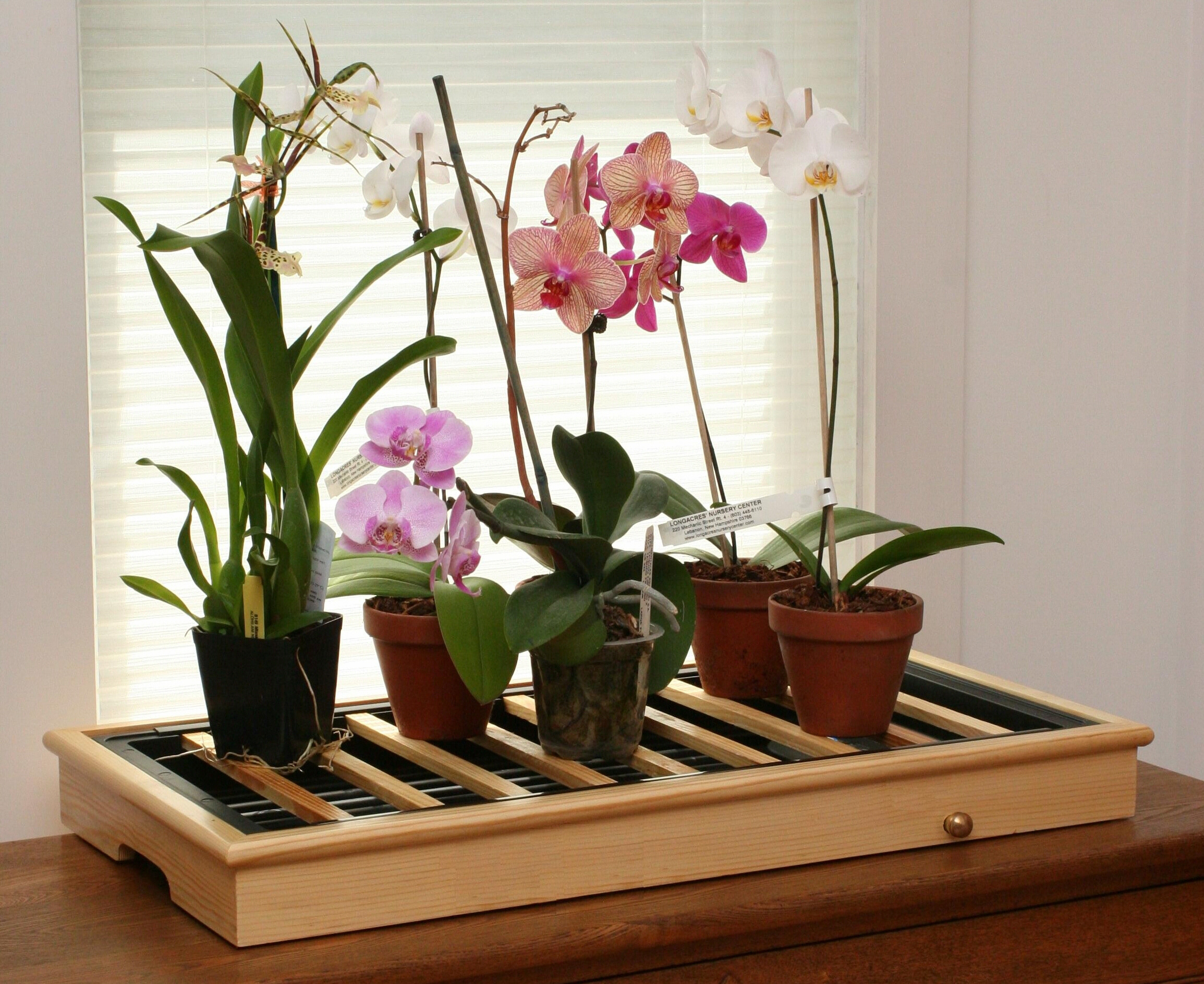 На окне кухни великолепно смотреться требовательные цветы из семейства Орхидных