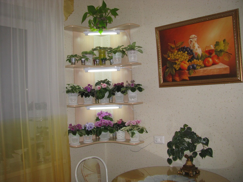 Комнатные цветы в интерьере кухни фото