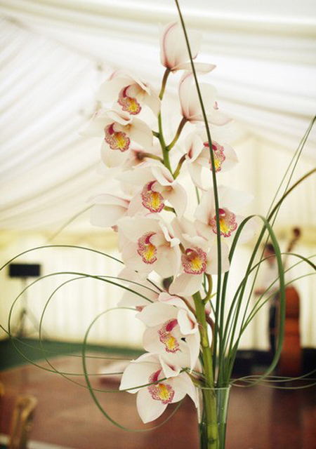 Нежность и красота: орхидеи в интерьере