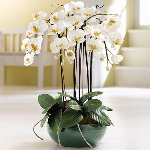 Нежность и красота: орхидеи в интерьере