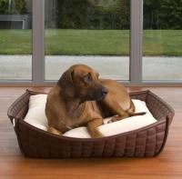 pets-furniture-dogs5