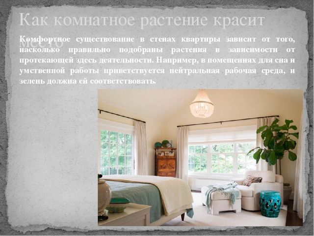 Комнатные растения в интерьере квартиры (6 класс)