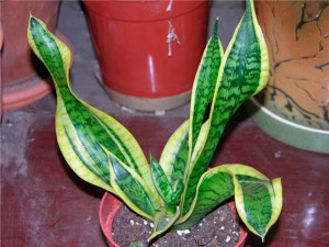 цветок сансевиерия уход и выращивание в домашних условиях, фото