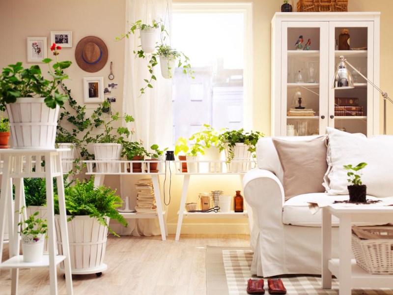 Сообщение на тему комнатные растения в интерьере квартиры