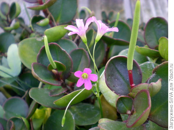 Peperomia aceroana