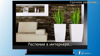 Удачное решение... Растения в интерьере...