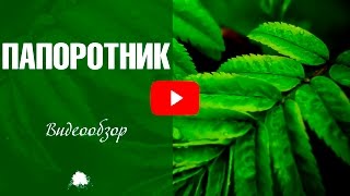 Папоротник выращивание ✅ Растения для тенистого сада