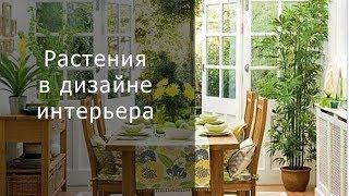 Растения в дизайне интерьера. 7 основных преимуществ