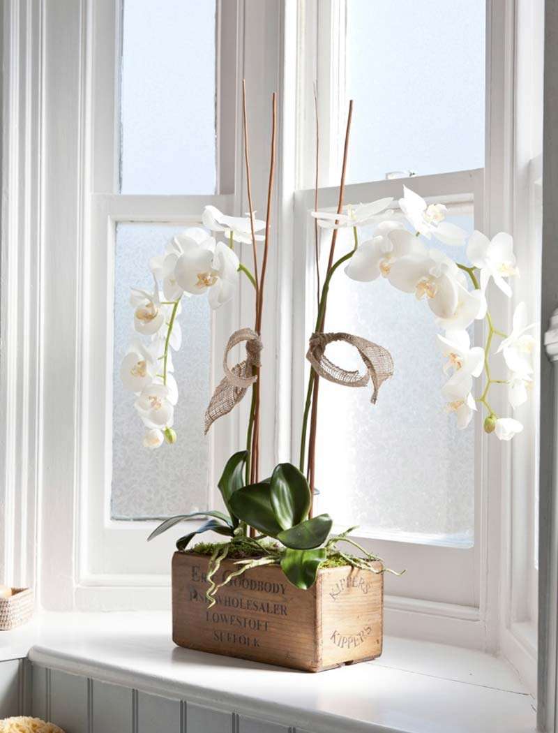 Белые орхидеи на окне