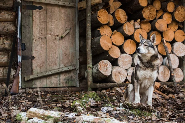 Собака возле Охотничий домик — стоковое фото
