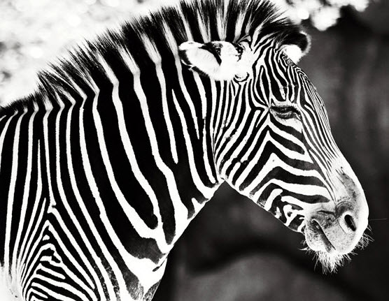 Рисунок зебра в интерьере