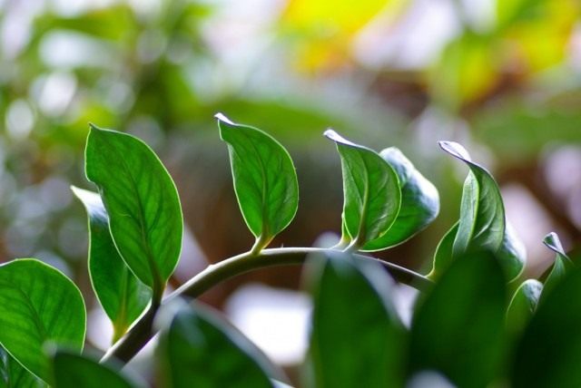 Замиокулькас (Zamioculcas)